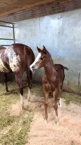 Okay cute boy! #fyp #viral #foal #barnlifeisthebestlife 