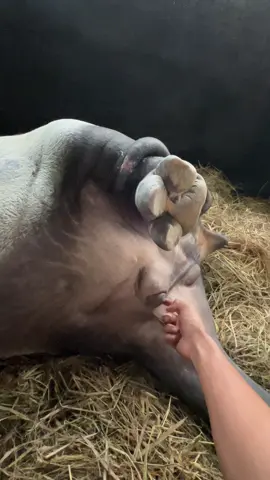 Kurang apa lagi coba 😁 #ragunanzoo #tapir #ragunan #fyp #hewanlucu 