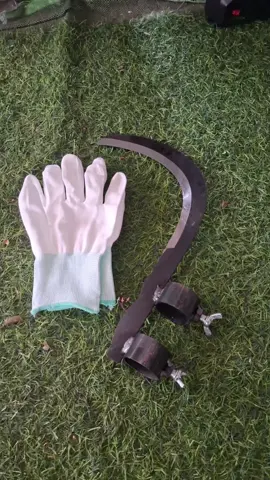 #มีดเกี่ยวหมากพลูมีดขอ เคียว เกี่ยว เกาะผลไม้บนที่สูง#ของดีบอกต่อ #แม่น้องอะตอม 