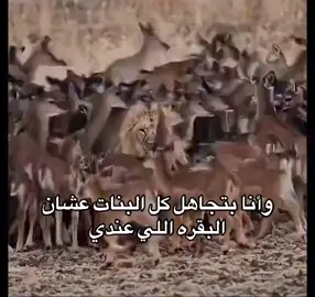 أمنيتي أنك تصاب بفشل كلوي عشان أثبتلك حبى وأتبرعلك بكليتي. #البقره #لايك__explore___ #الامارات_العربية_المتحده🇦🇪 #ابوظبي 