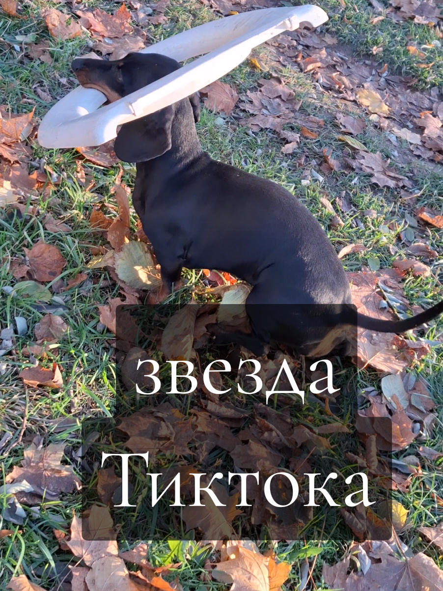 Шпулька звезда Тиктока #таксашпулька #собакилучшиедрузья #смешноевидео 