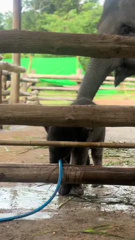 #พลายศักดิ์สุรินทร์ #ควาญนุ๊ก 