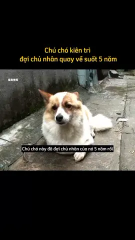 chú chó đợi chủ 5 năm ...#fypシ 