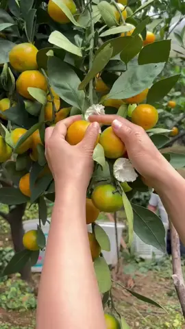 Petik langsung dari pohon🍃💦 #jeruk #buahjeruk #fruits #buah #fruit 
