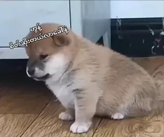 ဟွန့်် စိတ်အရမ်းဆိုးတယ်နော်ပြန်ချော့ဖို့သာပြင်ထား😒😡😡😡😠#မူရင်းvideoပိုင်ရှင်အားcrdပေးပါတယ်😺#foryou❤️faryou#fypシ゚viral🖤tiktok☆♡🦋myvideo❤️❤️🥰🥰#နောက်ထပ် 