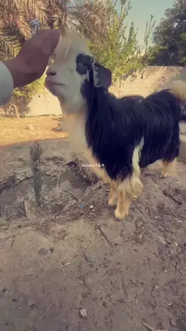 #ماشاءالله_تبارك_الله #صينيين_مالهم_حل😂😂طشونيييييي💞☺️😉 