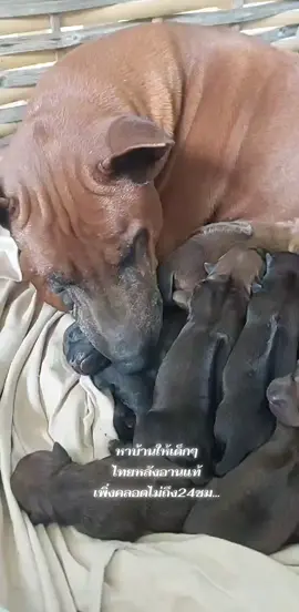 แบ่งปันกันเลี้ยง