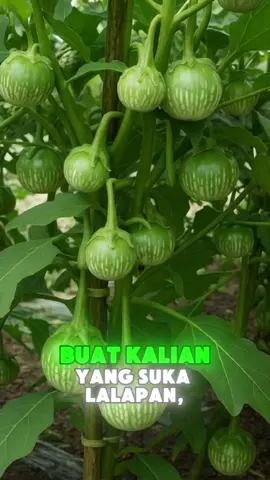 Benih Terong Lalap  #fyppppppppppppppppppppppp #fypviralシ #semuaorangツ #benih #terongbulathijau 