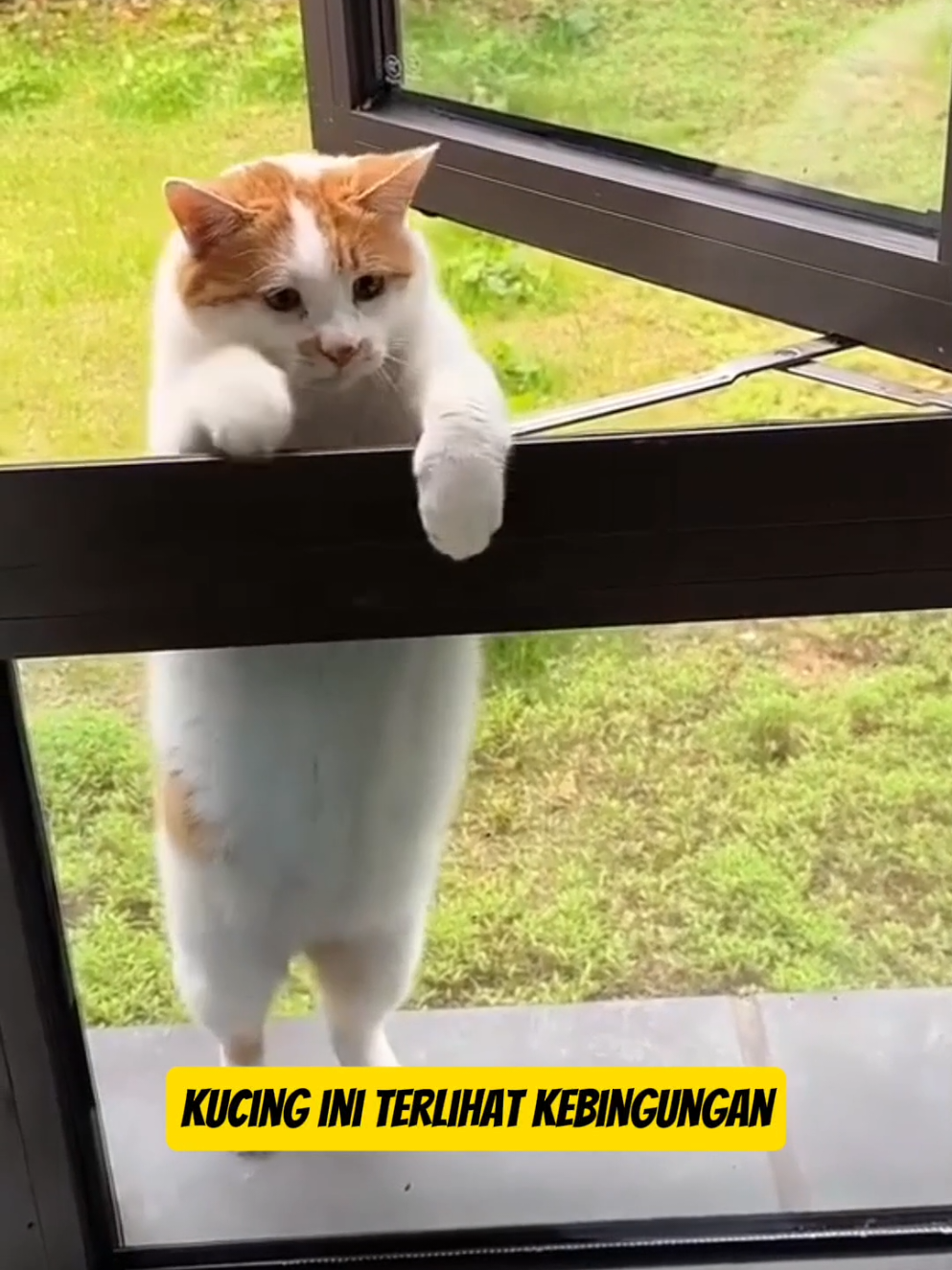 #kucing #kucinggemoy #kucingtiktok 