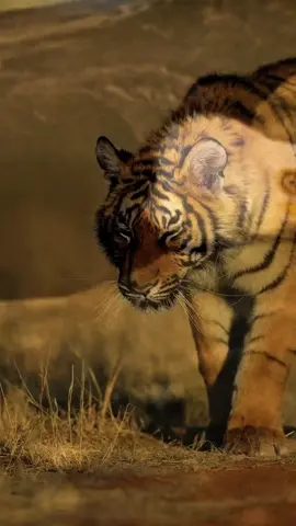 #CapCut #truelife #fyp #saying #seen 