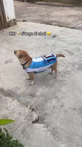 K đi làm thì phải chở đi chơi 🤣🤣🤣 #kemxoiduakimcucdalat #kemkimcuc #xoixoai #kembo #dalat 