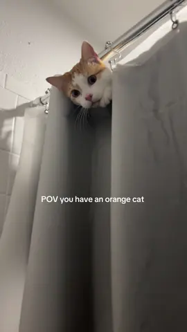 orange cat shenanigans #orangecatbehavior #catsoftiktok #fypp 
