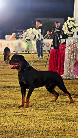 Guess Breed?#afaqchaudhry #ghostkennel #dogshow #jinnahpark #rottweiler 