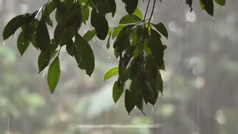Có lẽ ai cũng từng có một ngày mưa như thế này… Chẳng buồn, chẳng vui, chỉ muốn ngồi yên, nhìn những hạt mưa rơi xuống và nghĩ về những điều đã qua. Thời gian trôi, mưa tạnh, còn ta thì vẫn đang học cách bình yên. 🍃 #viral #xuhuongtiktok2025 #xuhuongtiktok #chill #phongcanh 