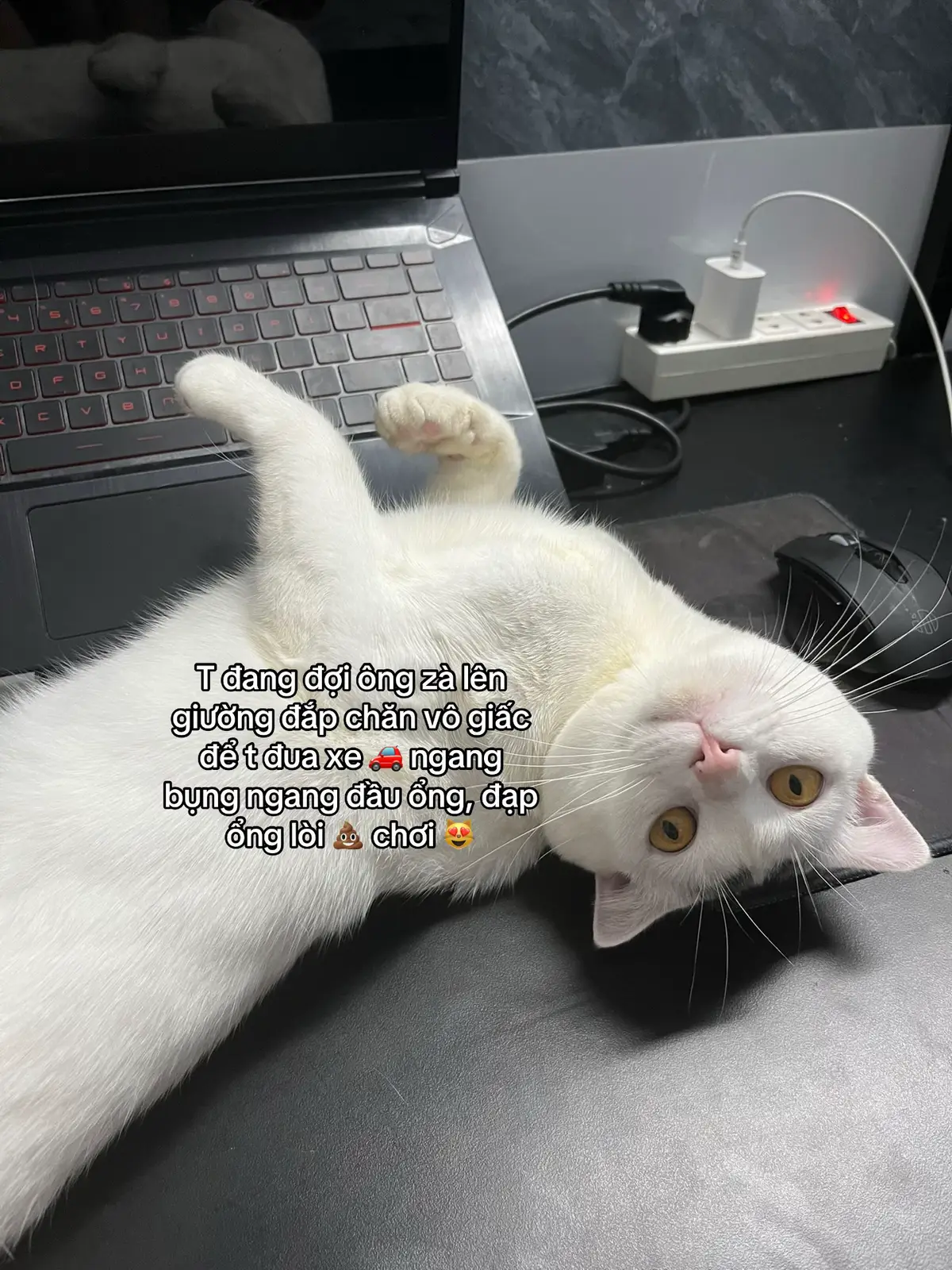 #ebeeshi #meo #cat #viral #fyp 