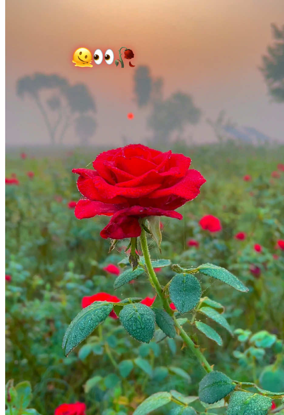 #میرا_سونا_پینڈ_کوٹ_موتا_سنگھ_ضلع_قصور🌅🌾 #foryoupage❤️❤️ #pindawaly #growmyaccount #dontunderreviewmyvideo 