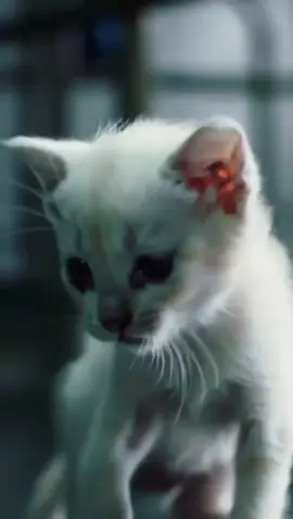 kusing sedih #fyp #cat 