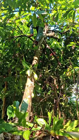 #fyppetanikakao#indonesia🇮🇩 