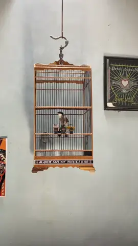 gede rejekimu ya nang🤲 #fyp #cendet #boost #cendetmaniaindonesia #kicaumaniaindonesia 