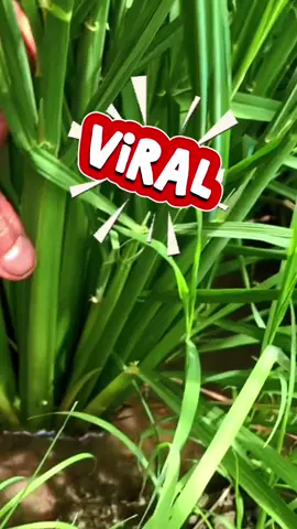 Viral Pupuk + Fungisida bisa mengbasmi hama #corpcure #fungisida #petaniindonesia🇮🇩🇮🇩🇮🇩🌿🌿 