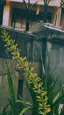 hujan #hujan #rain #pray #islamic_video #muslim 