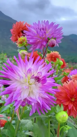 #azerbaycan #baku #tiktok #azerbaijan #capcut 