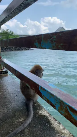 monyet nya galau🤣#berandakepulauanriau#kepriindonesia #tanjungpinang#fypage 