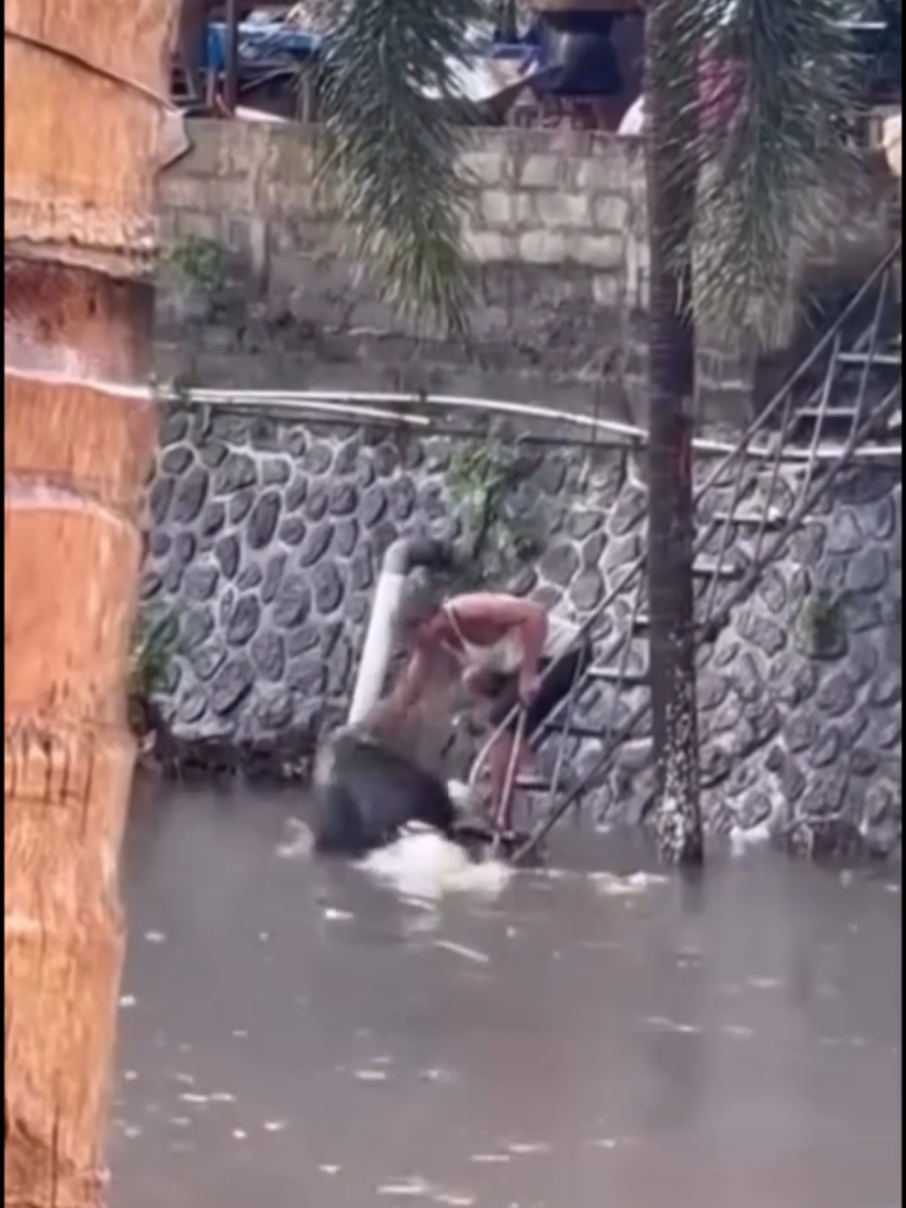 Terekam Kamera! Pria Ini Nekat Buang Sampah ke Sungai Badung, Plastik Dibuka Lalu Dihanyutkan DENPASAR – Aksi tak terpuji terekam kamera warga di kawasan Jalan Gajah Mada, Denpasar. Seorang pria terlihat dengan sengaja membuang sampah ke aliran Sungai Badung, bahkan membuka plastik hitam berisi sampah sebelum menghanyutkannya ke sungai. Dalam rekaman yang beredar, tampak pria tersebut berdiri di tepi sungai, membawa beberapa bungkus plastik hitam berisi sampah rumah tangga. Bukannya membuang ke tempat yang benar, pelaku justru membuka satu per satu kantong tersebut dan menumpahkan isinya ke sungai. Aksi ini sontak menuai kecaman dari warga sekitar. “Padahal sudah sering diingatkan supaya tidak buang sampah ke sungai. Pemerintah juga sudah pasang banyak papan imbauan,” ujar salah satu warga setempat yang merekam kejadian tersebut. Tindakan seperti ini tidak hanya mencemari lingkungan, tetapi juga memperparah masalah banjir yang kerap terjadi di kawasan pusat kota Denpasar. Info kiriman @dedeputera  via @denpasar.virall #sungaibadung #bali 