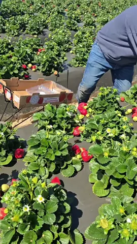 Farm cần 20 bạn hái dâu tây 🍓 #laodonguc #farm#darngnong #xklduc #xkld