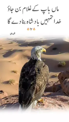 When a Falcon Sits on a Tree Branch#tiktoktrend #1m #fyp #foryou #twitch 