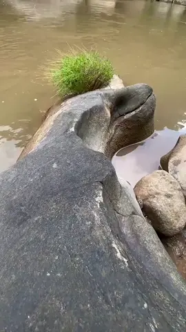 PRIA INI DICURIGAI GILA SAAT MENCABUT RUMPUT LIAR TERNYATA TEMUKAN EMAS