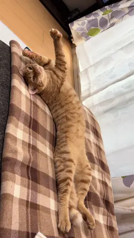 දවස ගෙවෙන්නෙ කොහොමද කියලා අහපු fans ලට දැම්මෙ 😌😴🧡 #srilankan_tik_tok🇱🇰 #1millionaudition #japan🇯🇵❣️fypシ #tiktoktrending #tiktokviral 