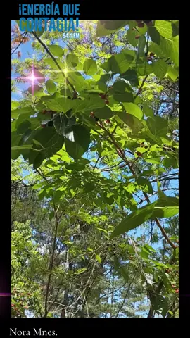 #CapCut #buenaonda #viraltiktok #paratí #vidaloca 