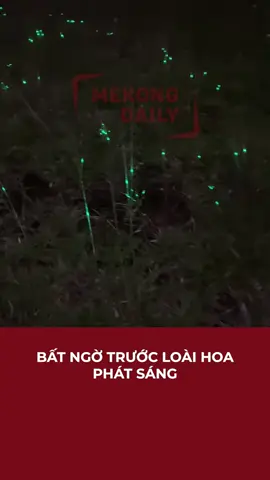 BẤT NGỜ TRƯỚC LOÀI HOA PHÁT SÁNG | Mekong Daily #mekongdaily #entertainment #giaitri #giaitritiktok