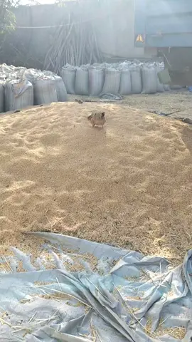 አመል አይለቅም ድሮም 😂😂😂