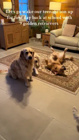 Let’s go wake my teenage son for his first day back at school after the half term with our 9 golden retrievers #goldenretriever #goldenretrieversoftiktok #dogtiktok #wakeup  #fyp 