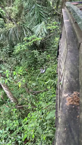 These monkeys really said ‘Maui wowee!’ 🐒🍌