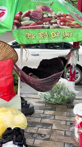 Trời Hà Nội vào Đông, vừa lạnh vừa mưa đáng để ngủ #vietnam #fun 