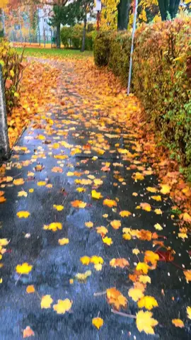 #صباح_الخير #الخريف #🍁 #فيينا #النمسا 