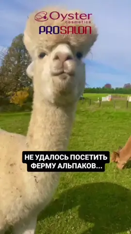 🌀 Тренд среди подростков №1 — кудри как у альпаки! Да-да, вы не ослышались 😄 Парни-подростки в этом сезоне массово выбирают химическую завивку, и результат — просто пушистый кайф! Немного тепла, немного стиля — и на выходе тот самый “альпака-эффект” 🦙 🎬 В видео — пятеро друзей с завивкой: идут, смеются, волосы подпрыгивают от объёма — и все похожи на альпак… только модных и уверенных. 💬 Мастера, вы уже пробовали нашу химическую завивку? С ней: ✨ кудри получаются мягкими и упругими, 💪 форма держится даже под капюшоном, 🌿 волосы остаются живыми и блестящими. Осень — время для экспериментов, а кудри — новый символ свободы! Дистрибьютор в Казахстане  ТОО 