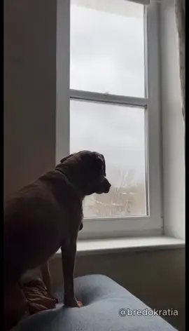 🐶🐱 Абсурдный Котопёс — Эпизод №9 (Гром) 🤖 Авторский абсурд и юмор от Бредократии #Бредократия #АбсурдныйКотопёс #юмор #ИИ #животные