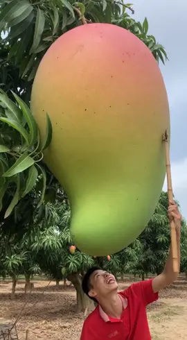 Em mời cả nhà ăn xoài ạ Mọi người muốn quả gì cmt nha #anngonmoingay ##ăncungtiktok #xoai #mukbang #viralvideo  @Mukabang Siêu To Khổng Lồ 