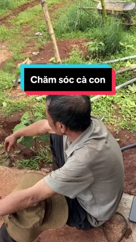 Chăm cà phê con mà hàng xóm khen đẹp là thấy vui rồi #caphe #kichrecaphe #viral #shfarmlife #taynguyen 