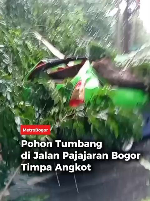 Pohon berukuran besar tumbang dan menimpa angkutan kota (angkot) di Jalan Raya Pajajaran, Kota Bogor, tepatnya di dekat Mako Damkar Sukasari pada Senin (3/11).  Insiden ini terjadi saat hujan deras disertai angin kencang melanda kawasan tersebut. #metrobogor #bacametrobogor #pohontumbang #timpaangkot #jalanpajajaran
