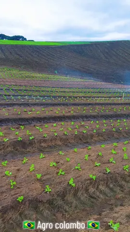 🇧🇷 Agro colombo 🇧🇷  Bom dia meu povo 😎🙏🌱💥🇧🇷💯