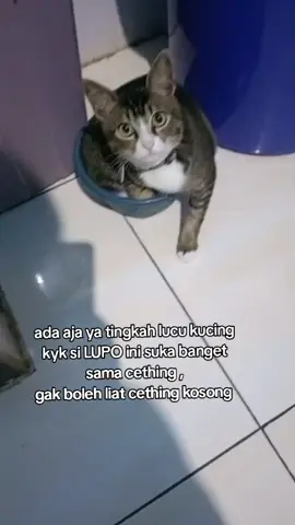 ada aja ya tingkah lucu kucing kyk si LUPO ini suka banget sama cething , gak boleh liat cething kosong#kucing #pecintakucing #kucinglucu #kucingtiktok #fyp 