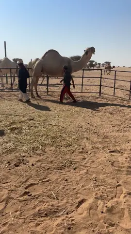 #مضيم_ابن_شايع #اكسبلور #الفحول_المنتجه #صبحاء #الوضح 