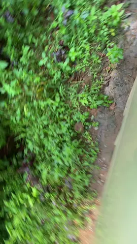 Tutorial ben gelis ntek ban e 🤣#drivermudaindonesia🇮🇩 #engkel_mania_indonesia #umplungmenolakpunah #sopirumplung #herektiktok 