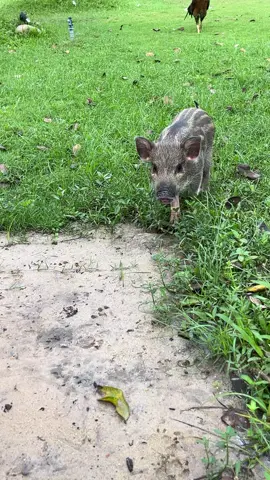 Thú cưng mới nha😂😂