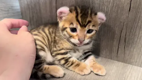 Hổ mini đủ yêu chưa ạ #giadinhbaothu #thucung #meo #xuhuong #viral 